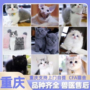 重庆猫舍布偶猫蓝金银渐层缅因猫蓝白英短矮脚猫美短起司加白蓝猫