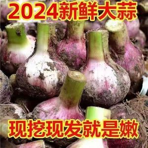 河南2024年现挖鲜蒜头新鲜大蒜紫皮5斤包邮湿腌糖蒜直发当季新鲜.