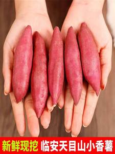 临安天目山小香薯5斤新鲜红薯正宗板栗番薯手指地瓜蔬菜甘薯山芋