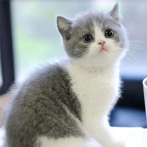 蓝白英短猫活物不掉毛幼猫矮脚猫折耳小猫活的宠物猫咪幼崽便宜