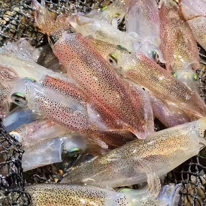 大海有礼  东山小管鱿鱼冷冻鲜活海兔子弹管笔管鱼海鲜水产小管鱿