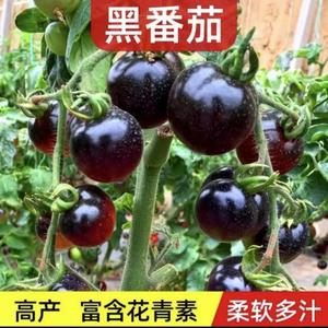 黑骑士宝石番茄种子四季西红柿蔬菜水果盆栽小院