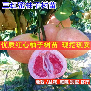 正宗三红蜜柚子树苗当年结果嫁接红肉红心蜜柚盆栽地栽南方果树