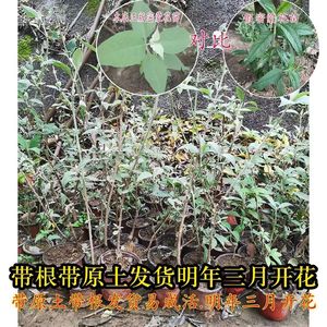 黄花饭苗染饭花黄花密蒙花苗小棉花密蒙花树苗黄糯米饭花树苗