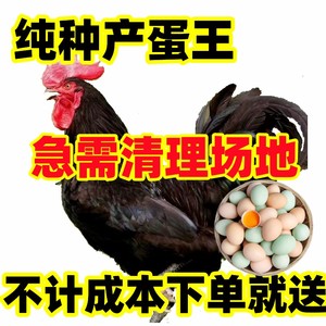 【现货】纯种黑凤鸡土鸡五黑鸡粉绿壳蛋鸡乌骨鸡产蛋王下蛋鸡