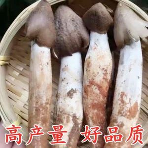 鸡枞菌菌种新品上市人工原母种新鲜蘑菇菌包可野外种植四季可种