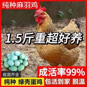 纯种1.5斤麻羽鸡活苗青脚鸡绿壳蛋鸡活体产蛋王土鸡小鸡活苗包活