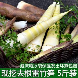 久仑现挖农家春笋早园雷公新鲜生雷竹笋小竹笋野生腌笃鲜油焖手剥