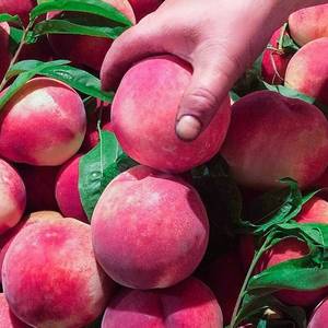 桃子新鲜水蜜桃10斤头茬脆甜桃现摘现发当季孕妇水果毛桃红美人桃