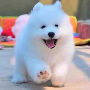 纯种萨摩耶幼犬活体白色大白熊版大骨架雪橇犬好养的宠物狗狗活物
