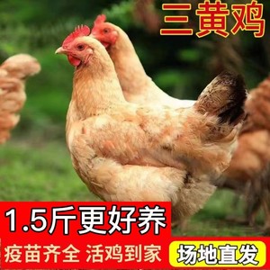 1.5斤三黄鸡活苗正宗清远土鸡小鸡活苗胡须鸡一斤蛋鸡散养产蛋王