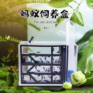 蚂蚁城堡工坊透明盒子生态箱生态巢送蚁后活物玩具桌面蚁巢观察盒