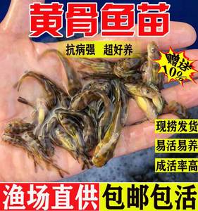 湖北黄骨鱼苗黄辣丁鱼苗黄颡鱼淡水养殖食用昂刺鱼黄丫头鱼黄鸭叫