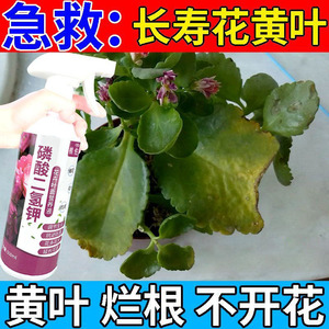 适合各种花的营养液磷酸二氢钾长寿花专用肥防黄叶烂根一快速生根