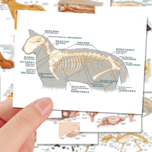 88张生物学动物解剖贴纸犬猫骨骼解剖兽医知识学习手账本贴画防水