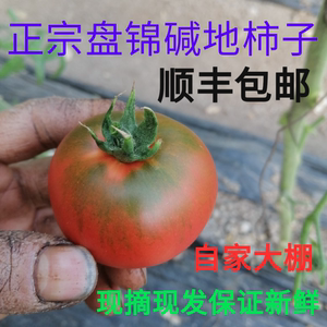 盘锦碱地柿子丹东铁皮柿子自然成熟水果孕妇水果西红柿番茄