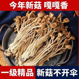 2024云南农家茶树菇干货特级不开伞切根新鲜茶薪菇香菇蘑菇250g
