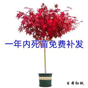 红枫树苗日本红枫红舞姬中国红三季红四季红风景树庭院精品绿植