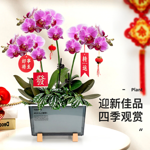 蝴蝶兰盆栽带花苞室内客厅过年四季花卉植物新年鲜花办公室迎春花