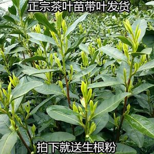 正宗龙井茶苗安吉白茶苗黄金芽茶苗碧螺春茶苗盆栽茶苗地栽茶树苗