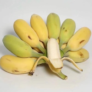 现摘福建苹果蕉小米蕉当季新鲜水果芭蕉自然熟香蕉整箱9斤包邮