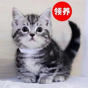 香港发货美短矮脚虎斑起司加白活物英短蓝猫蓝白宠物猫咪家养
