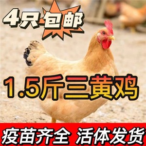 1.5斤散养三黄鸡活苗正宗半大小鸡苗纯种黄毛土鸡苗笨鸡苗包邮