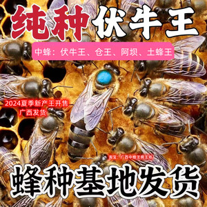广西中蜂王种王伏牛王红背产卵王纯种土蜂新开生产四川阿坝王蜜蜂