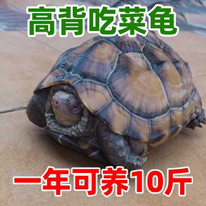 陆地巨型草龟吃菜龟活体特大乌龟活物中华小乌龟宠物大型罕见家养