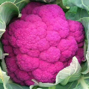 紫花菜种子春秋季色紫晶一号花椰菜种籽紫剑紫色菜花蔬菜种孑。