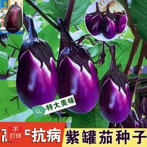 紫罐茄子种子特大牛心茄蔬菜种孑农家盆栽高产春秋季四季菜瓜种籽