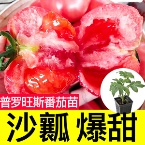 沙瓤普罗旺斯番茄秧苗西红柿种子圣女果四季盆栽山东寿光带土球