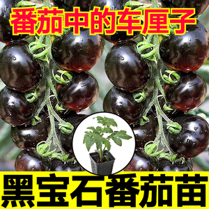 寿光糖水炸弹黑宝石番茄秧苗带土球黑珍珠樱桃西红柿圣女果种子籽