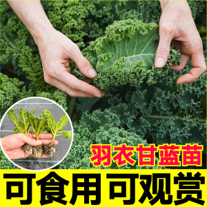 观赏食用绿紫粉羽衣甘蓝苗秧苗耐寒耐热蔬菜种子多茬采收四季盆栽