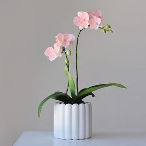 小森林 粉色蝴蝶兰白天鹅植物室内桌面装饰花卉绿植盆栽好养送礼