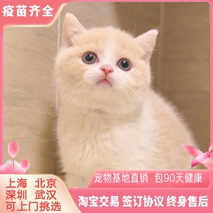 上海基地出售cfa纯种英短乳白曼基康矮脚猫长毛乳白宠物猫活物