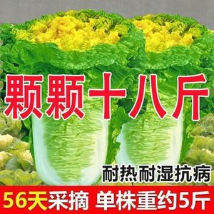 【今年新种】北京小杂56早熟黄心大白菜种春夏秋包心白菜蔬菜种子