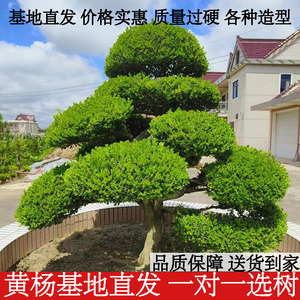 黄杨盆景下山矮霸老桩独杆精品庭院造型树小名贵树苗大树四季常青
