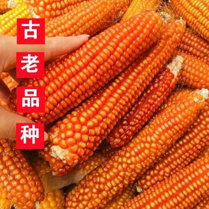 老品种黄玉米粒+自留种子+非转基因农家笨玉米种子可自留种