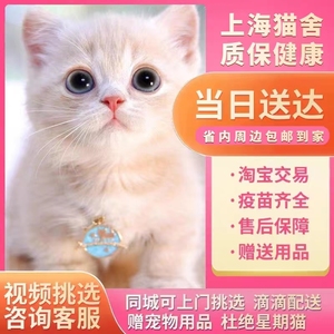 曼基康幼猫矮脚猫英短乳白拿破仑短腿蓝白赛级起司小奶猫活体宠物