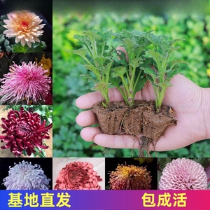 菊花苗盆栽四季菊乒乓千头菊多年生食用秋菊全年开室内外绿植花卉