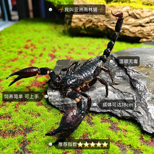 亚洲雨林蝎超大宠物黑蝎子活体18cm温顺无毒可上手爬虫送套餐包活
