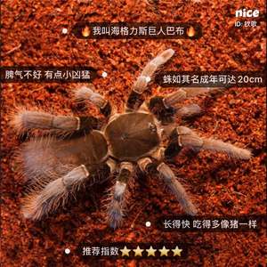 海格力斯巨人巴布 1.5cm-10 宠物蜘蛛捕鸟蛛办公室学生懒人宠物异