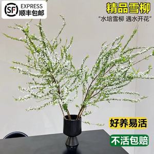 雪柳鲜枝水培干枝喷雪花绿植龙柳室内鲜花遇水开花重瓣吊钟绿植