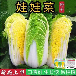 韩国进口娃娃菜种子黄心娃娃菜种籽耐热耐寒蔬菜种籽春夏秋播种孑