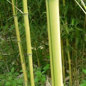竹子基地 黄金竹 金香玉竹 品种齐全 价格优惠