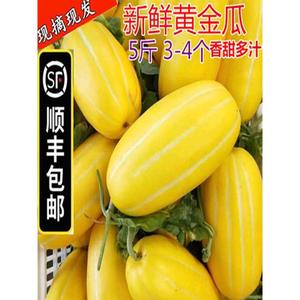 【顺丰包邮】10斤新鲜香瓜脆甜黄金玉瓜黄皮条纹蜜瓜白瓜应季水果