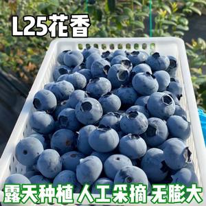 云南蓝莓L25F6新鲜水果怡颗梅特大鲜果树莓顺丰空运