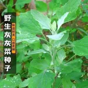 野生灰灰菜种籽养生菜野菜四季播蔬菜种子阳台盆栽庭院养生菜种子