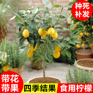 香水柠檬树盆栽带果可食用四季柠檬果树苗室内阳台庭院绿植物好养